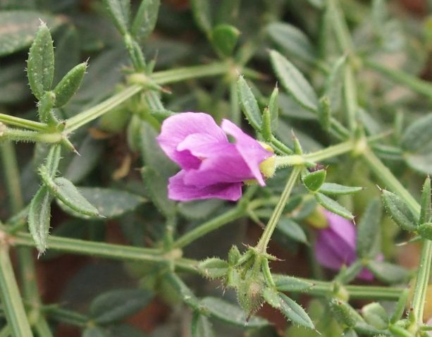 Da Lanzarote (Canarie): Fagonia cretica (Zygophyllaceae)